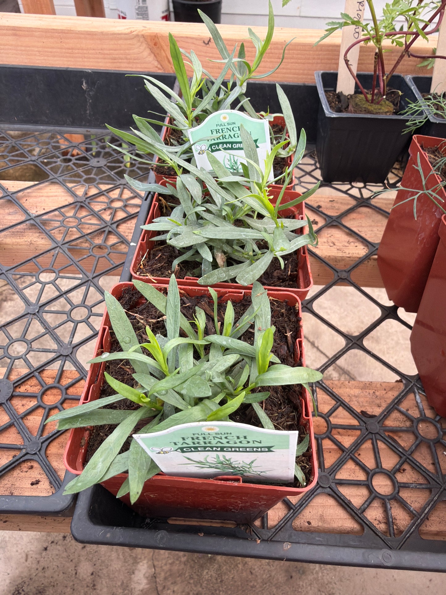 HB - French Tarragon