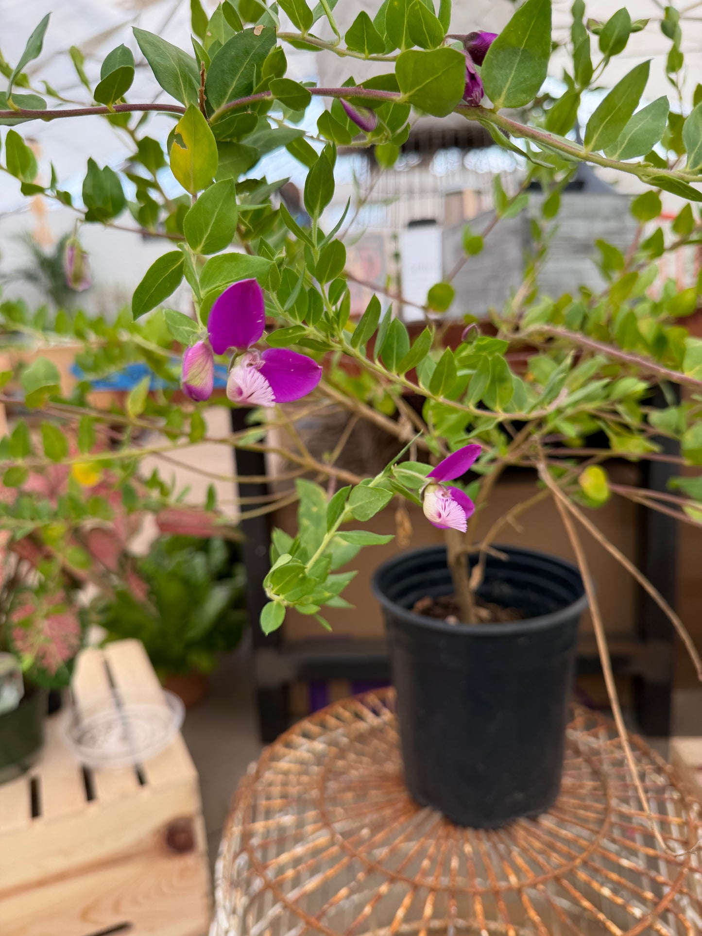 PL - Polygala Dalmaisiana - Sweet Pea Shrub
