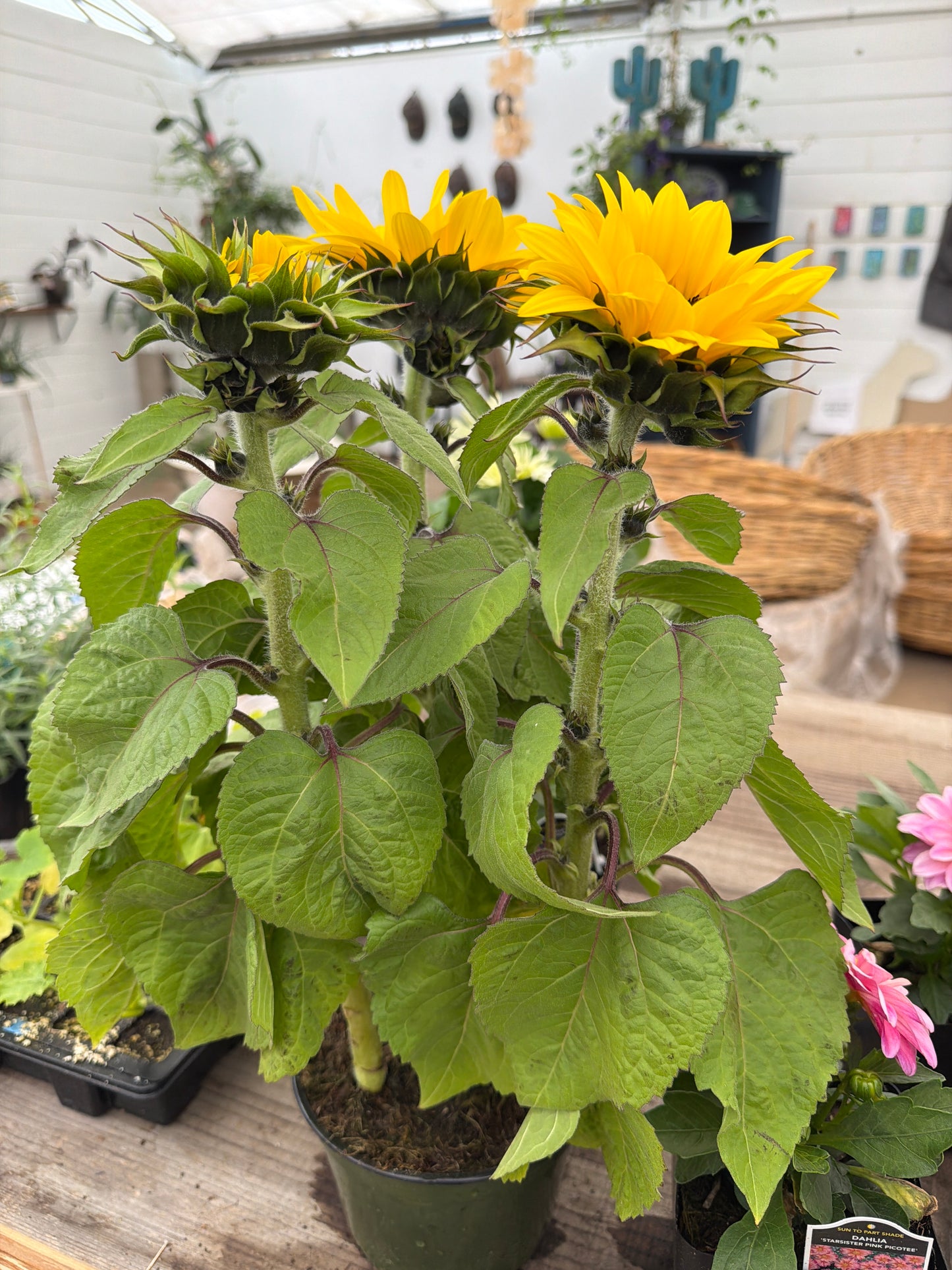 PL - Dwarf Sunflower
