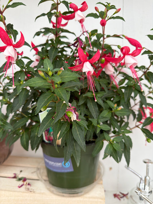 PL - Fuschia - 6”
