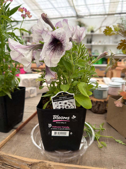 Petunia b&w / 4” perennial