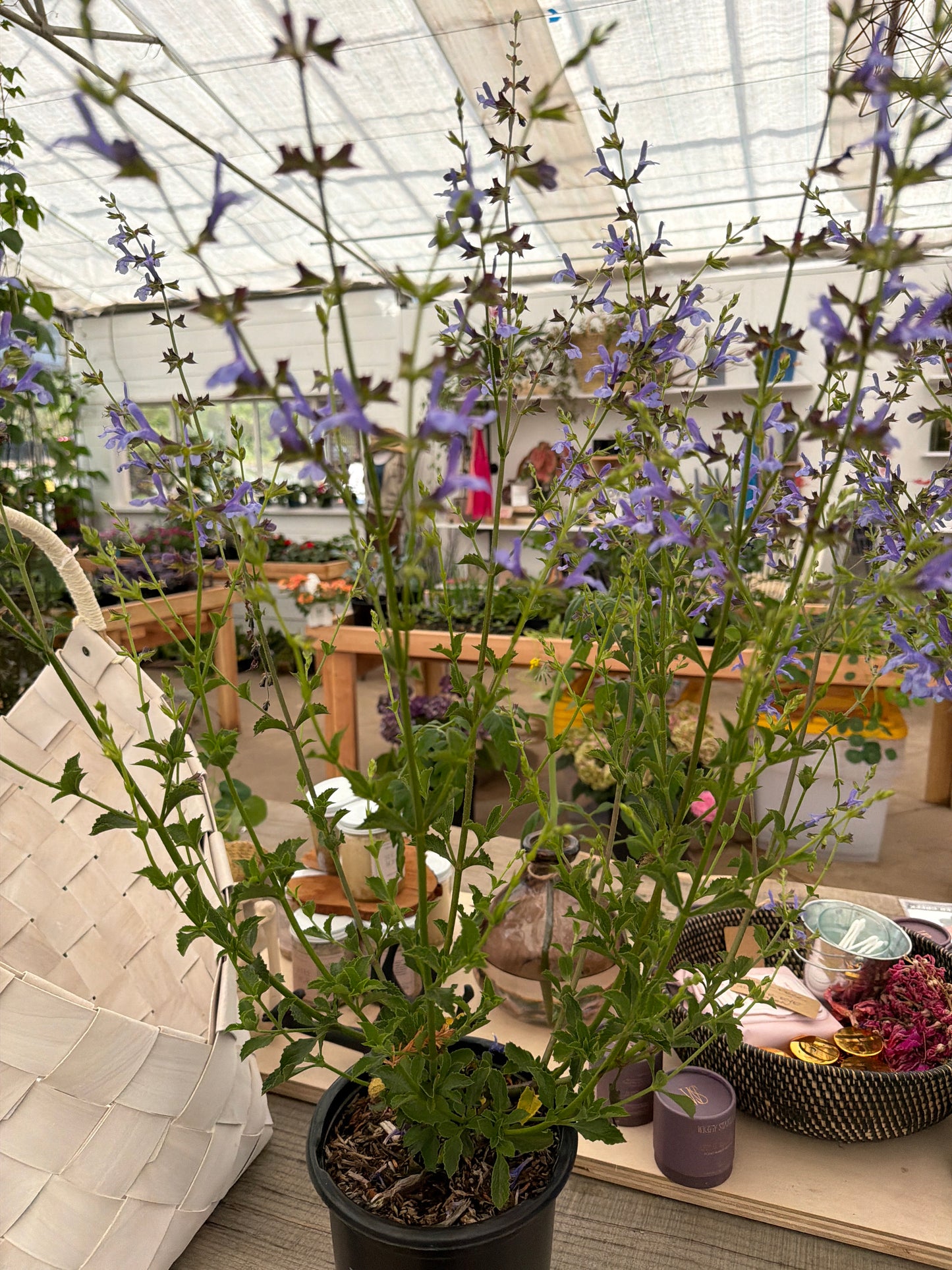 PL - Salvia African Sky - 1 Gal