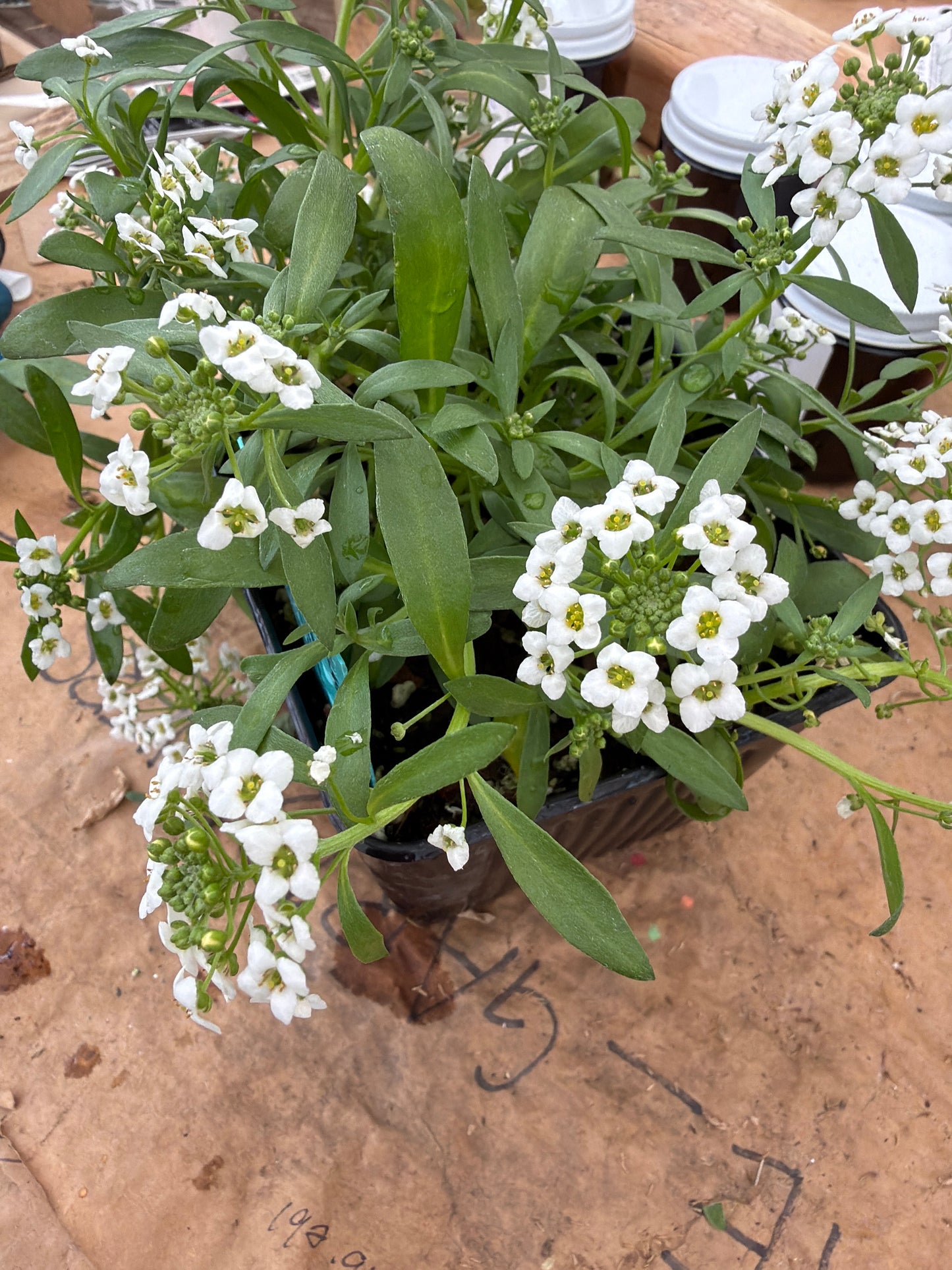 PL - Lobularia maritima - Sweet Alysumm